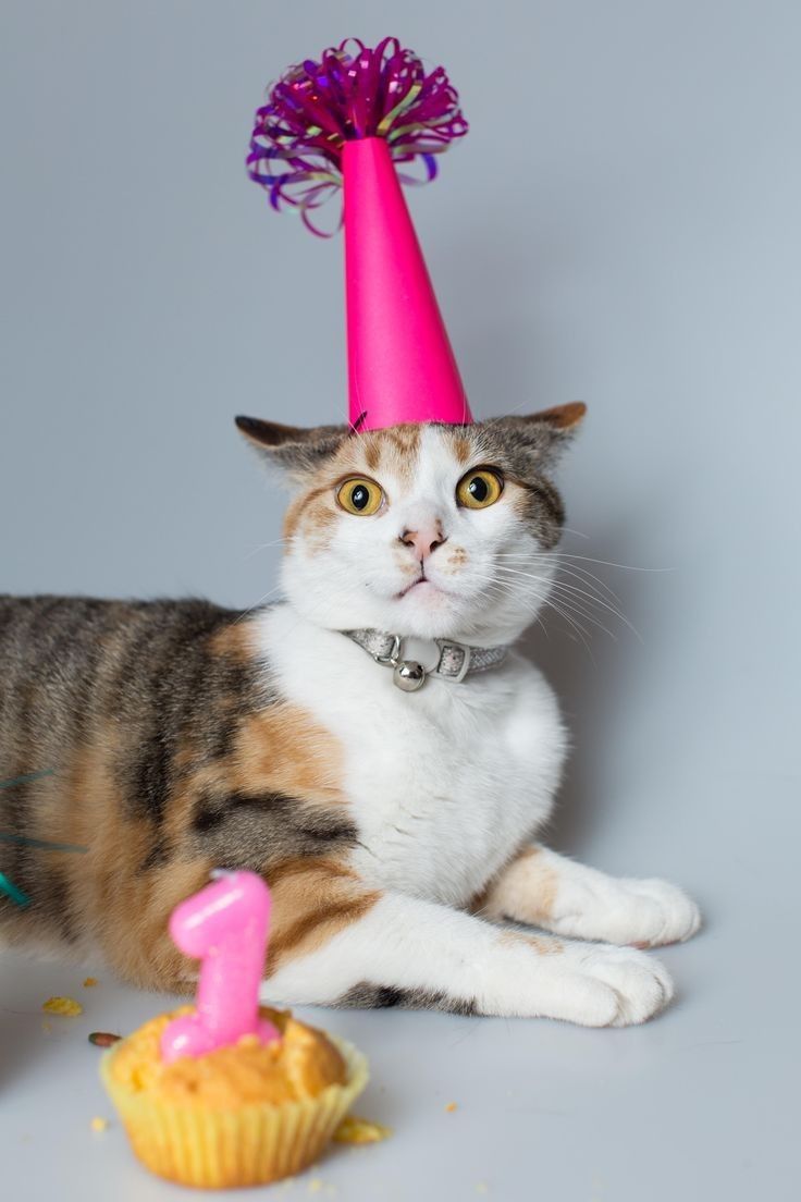 a cat wearing a pink party hat next to a cupcake