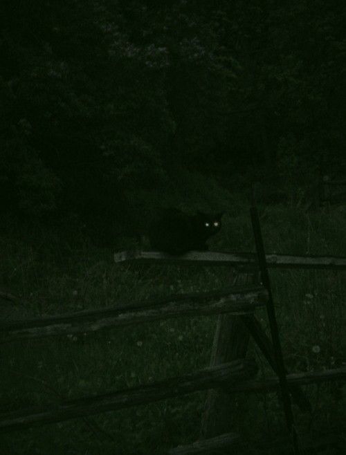 a black cat is sitting in the dark near a fence and some grass at night