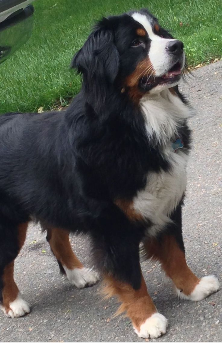 a black and brown dog standing on top of a sidewalk