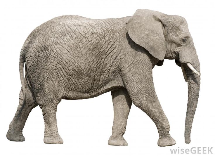 an elephant with the word pp in it's trunk and letters on its back