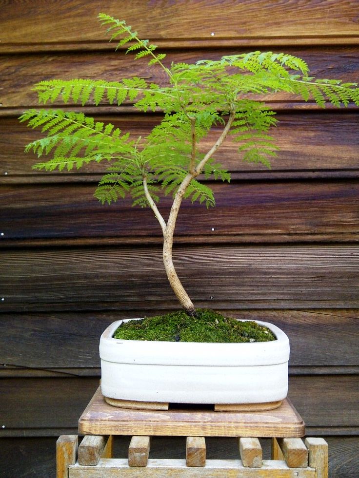 a bonsai tree in a white pot on a wooden stand next to a wood wall