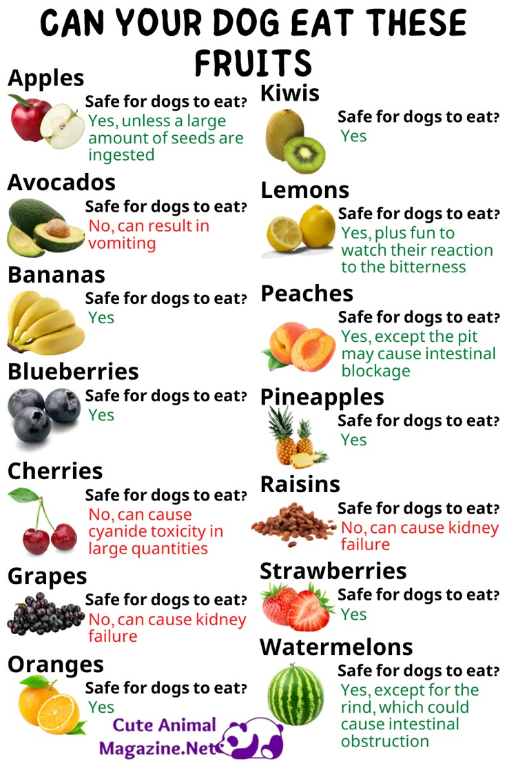 an image of fruits and vegetables with the words can your dog eat these fruit?