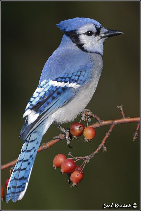 a blue jay perched on a branch with berries