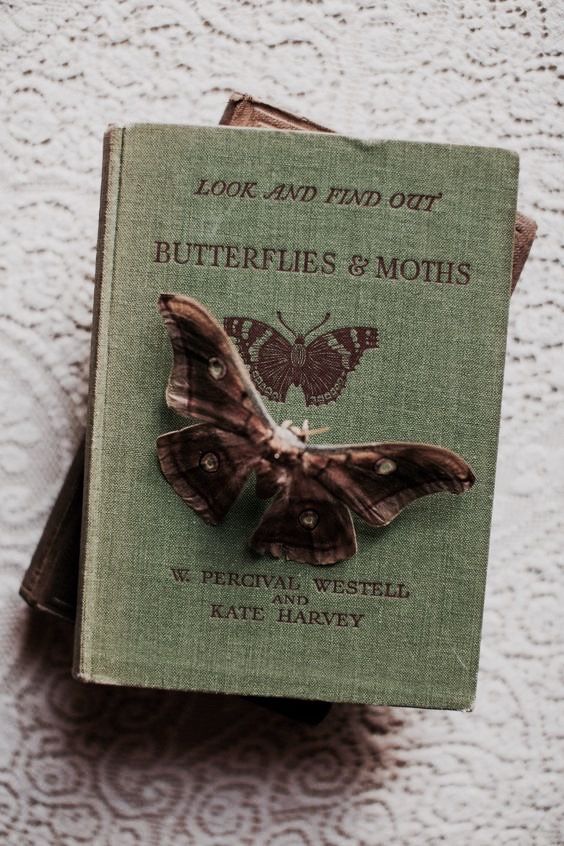 a book with a butterfly on the cover