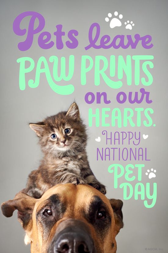 a cat sitting on top of a dog's head with the caption pet leave paw prints on our hearts happy national pet day