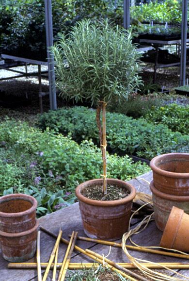 several potted plants are sitting on a table in the middle of an outdoor garden