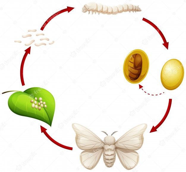 the life cycle of a butterfly on a white background stock photo, images and royalty