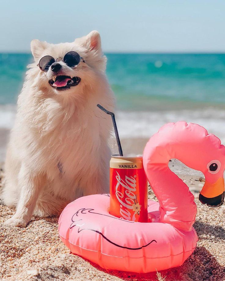 a small dog sitting on the beach next to an inflatable flamingo drink