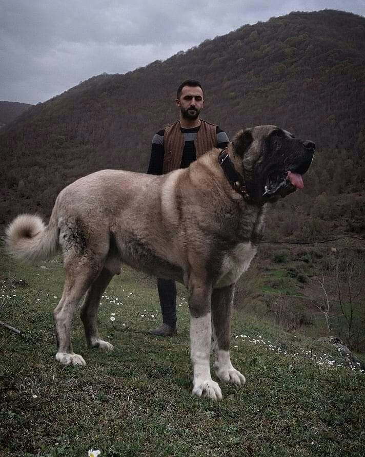 a large brown dog standing on top of a lush green field next to a man