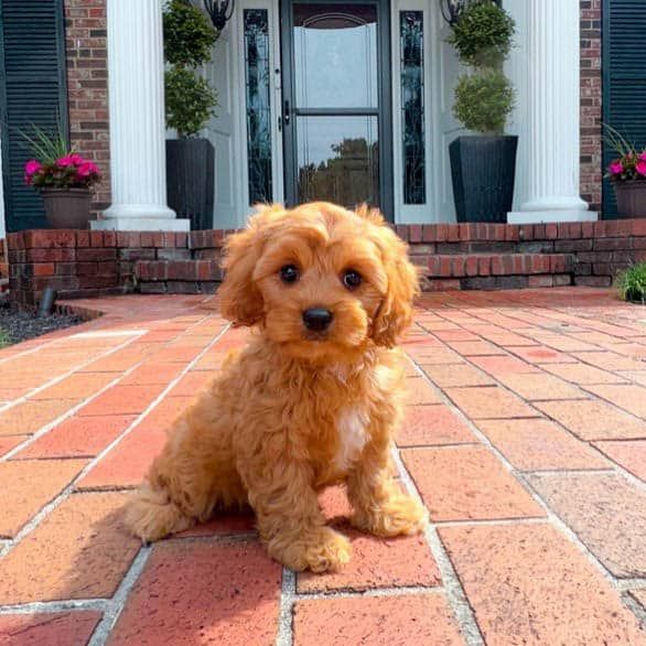 a small brown dog sitting on top of a brick walkway