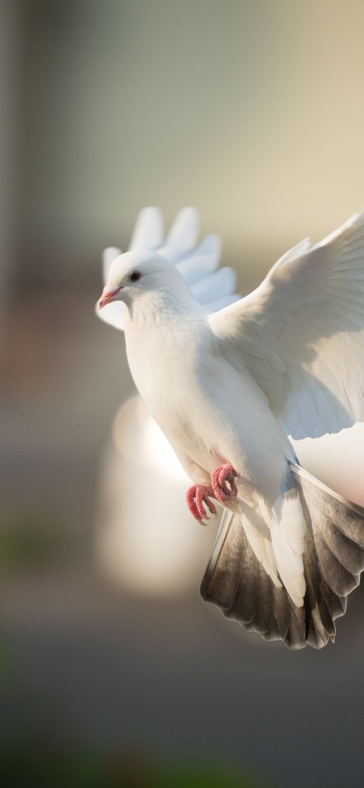 a white bird flying through the air with it's wings spread