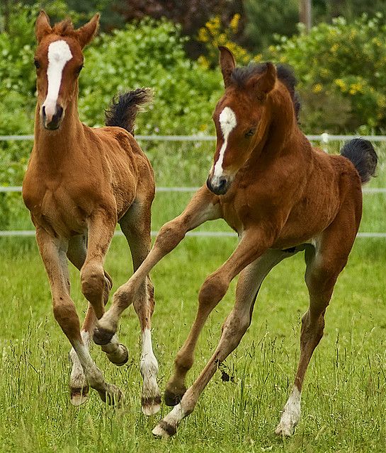 two horses are running in the grass together