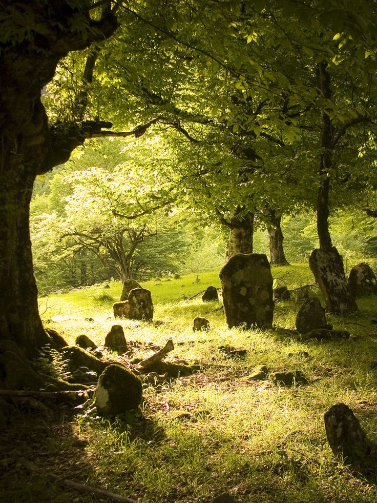 an area with many rocks and trees in the grass, some have leaves on them