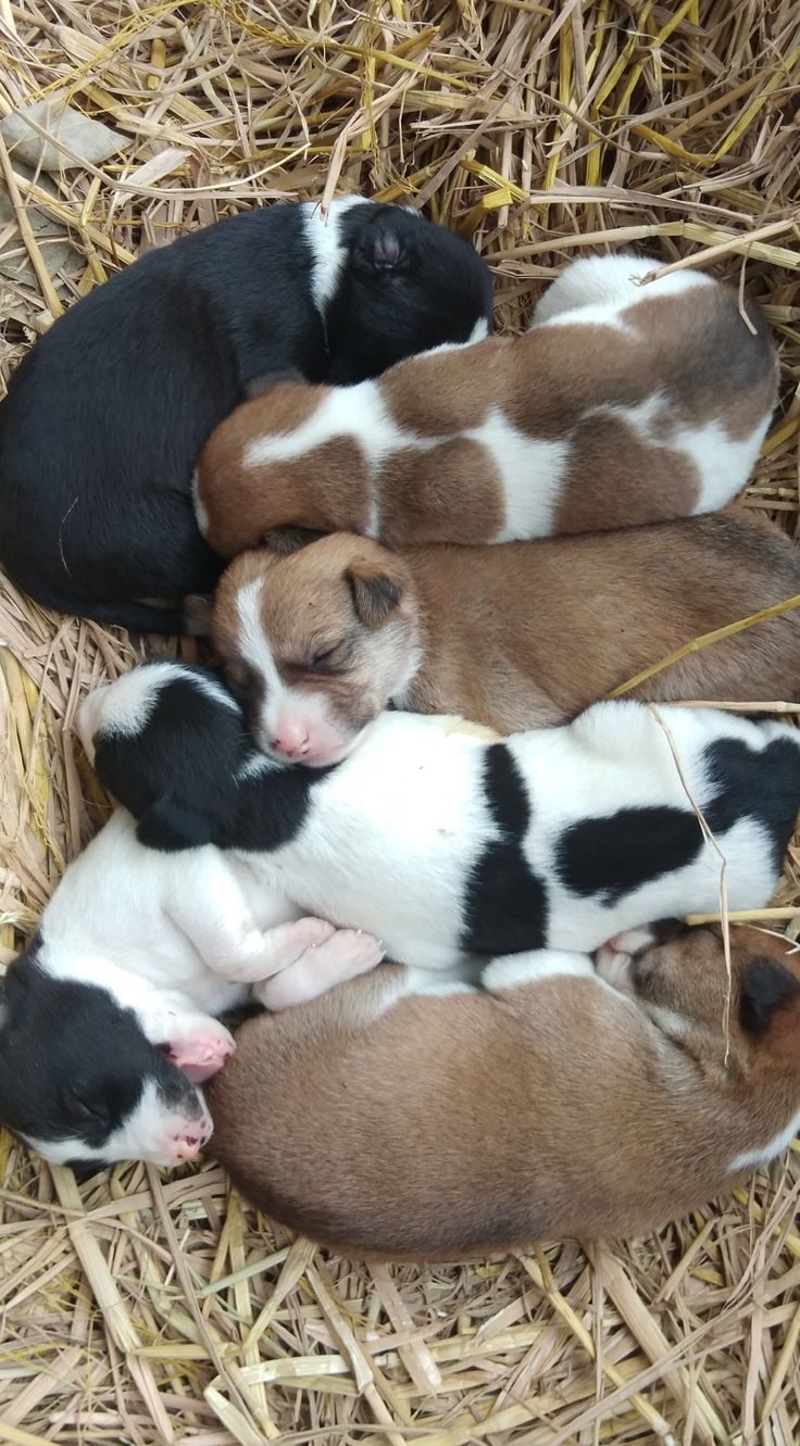 four puppies are curled up in the hay