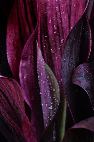 purple flowers with water droplets on them are in the middle of a dark background,