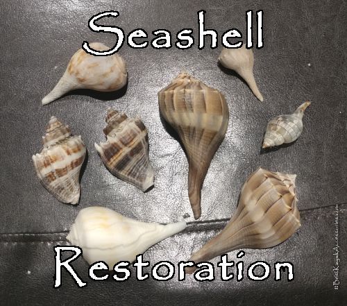 several seashells sitting on top of a table with the words restoration written below them