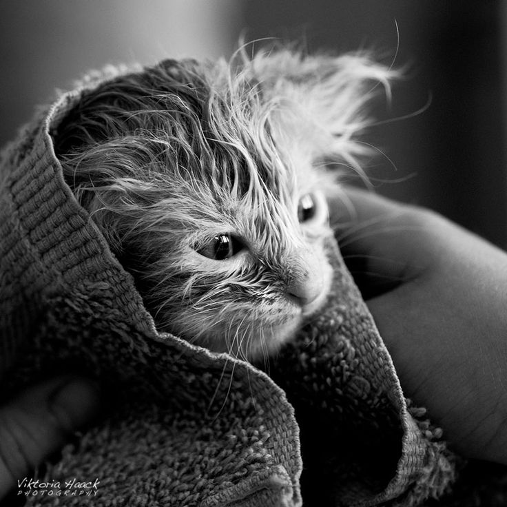 black and white photograph of a cat wrapped in a towel with the caption siz tv