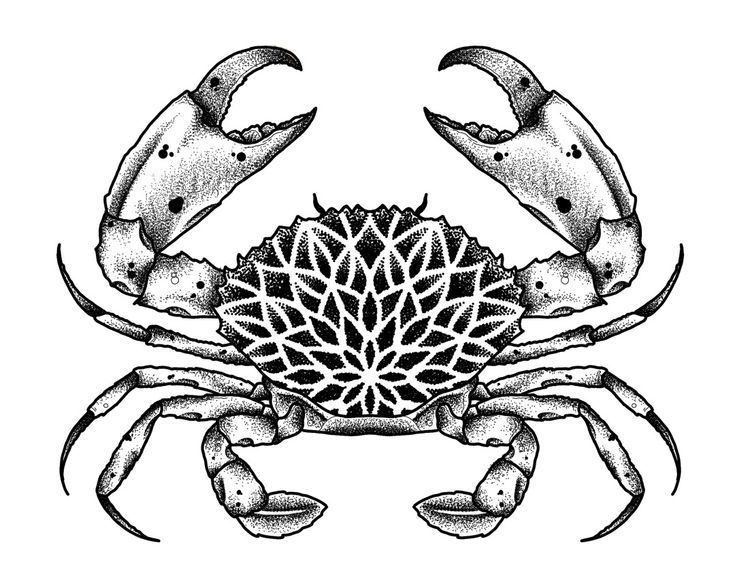 a black and white drawing of two crabs