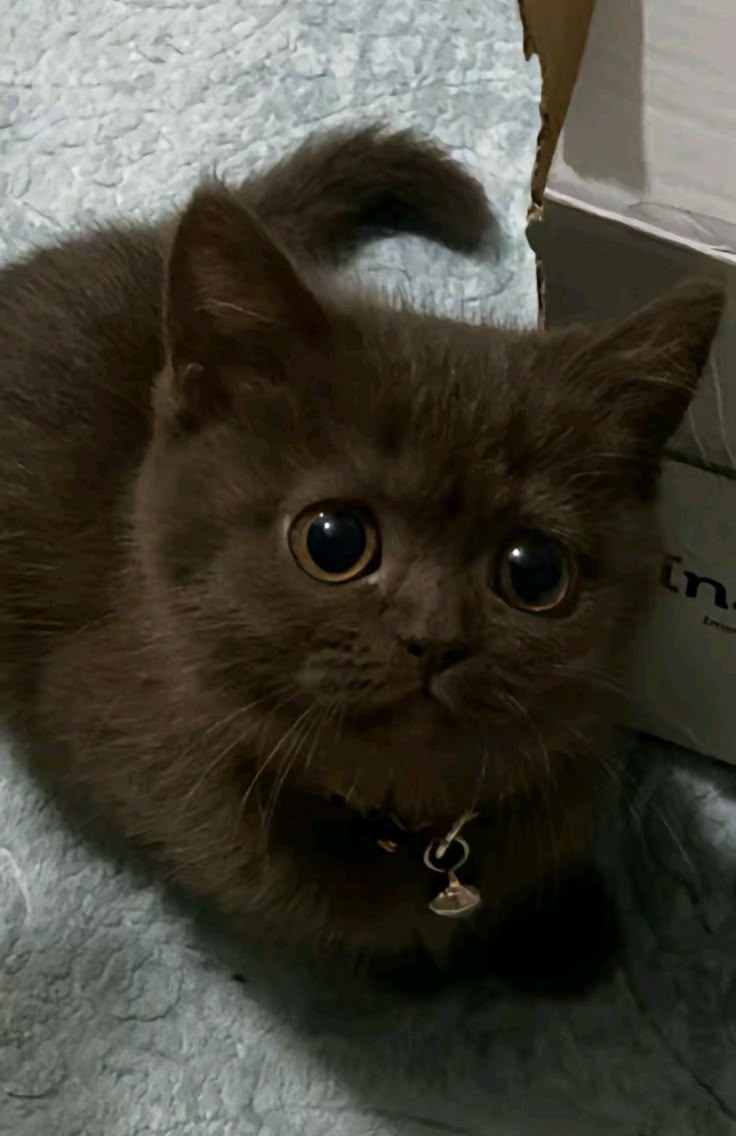 a cat sitting on the floor next to a box