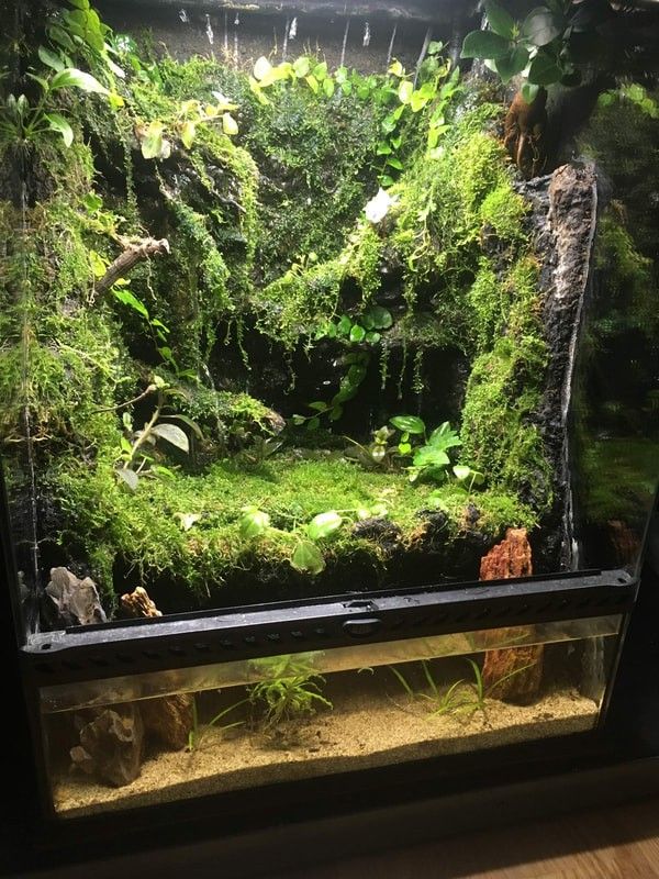 an aquarium filled with lots of green plants and algae growing on the side of it