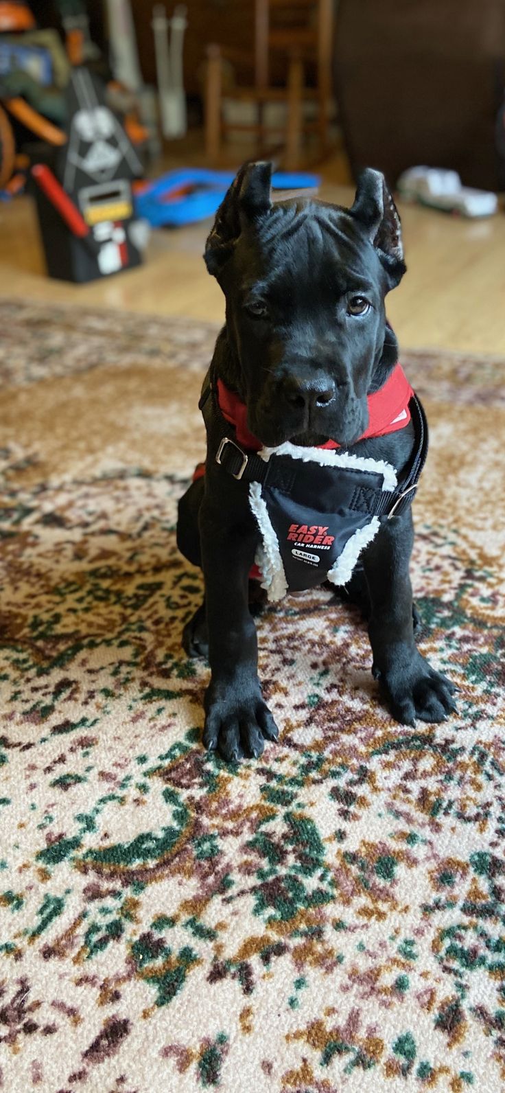 a small black dog sitting on top of a rug