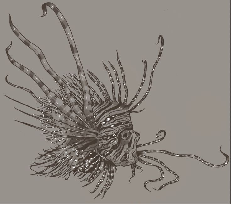 an ink drawing of a lion fish on a gray background