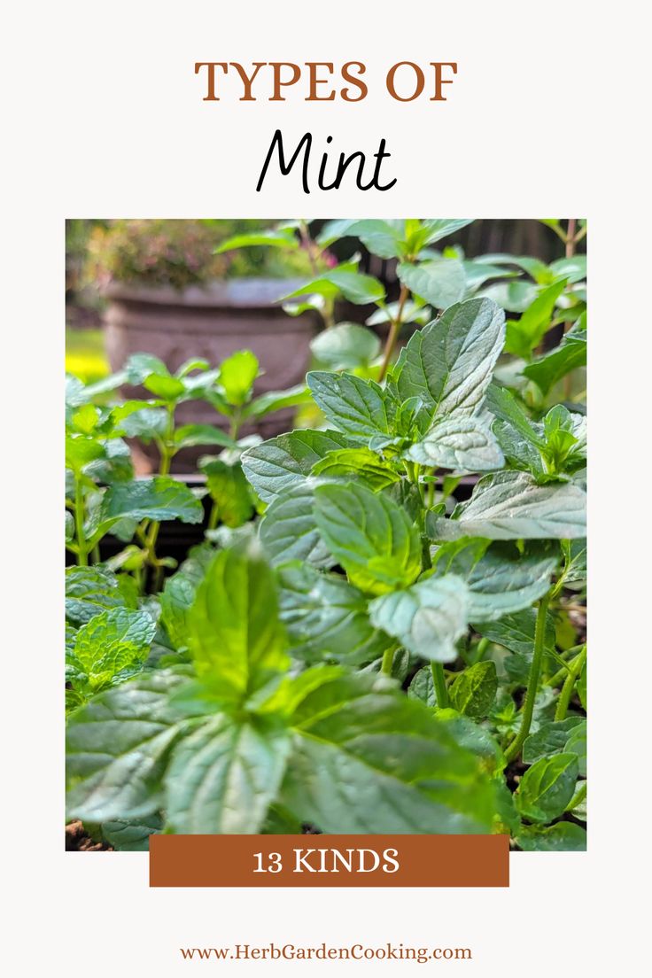 some green plants with the words types of mint on top and below it in front of them