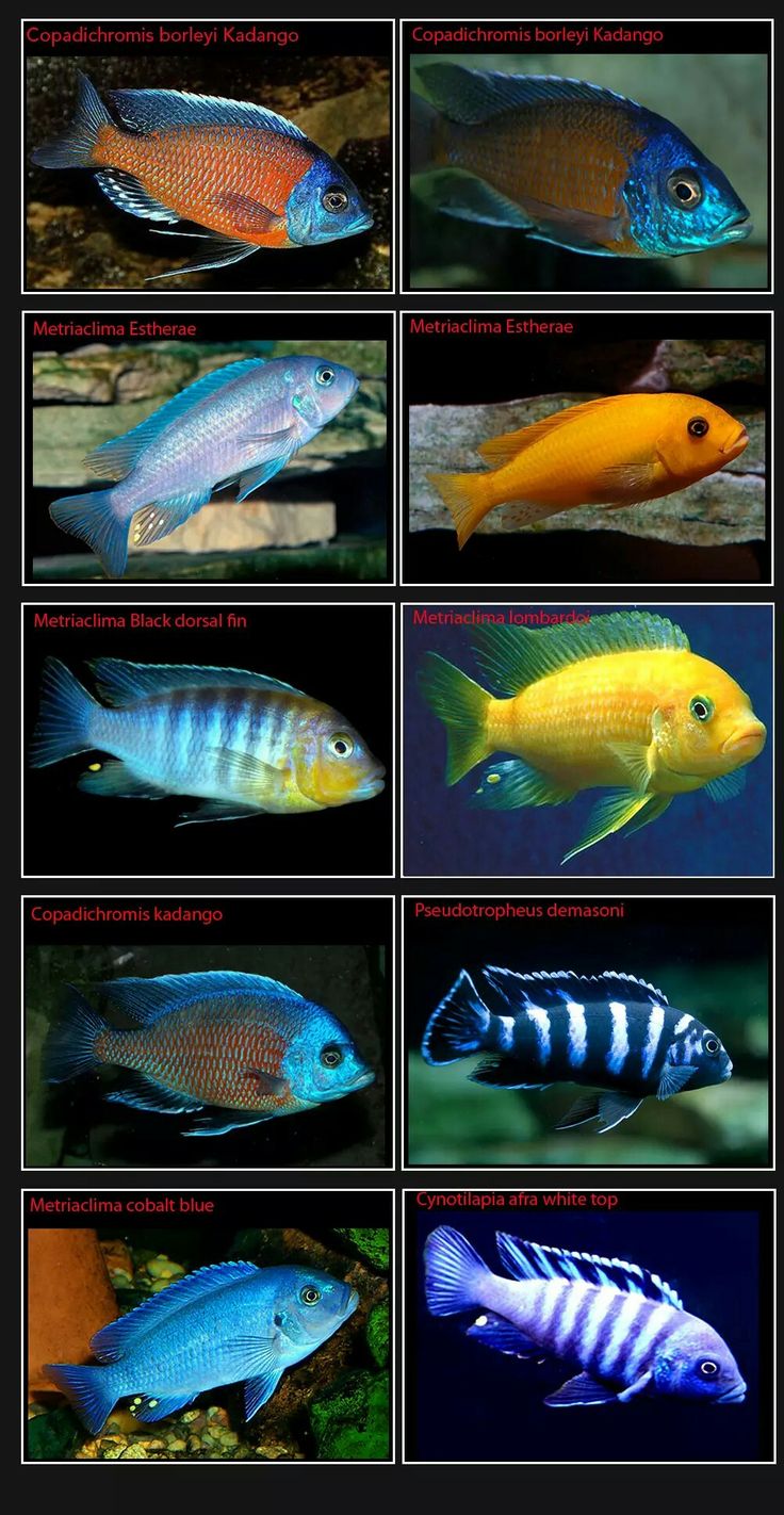 different types of fish in an aquarium