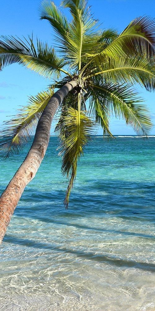 a palm tree leaning over the water on a beach