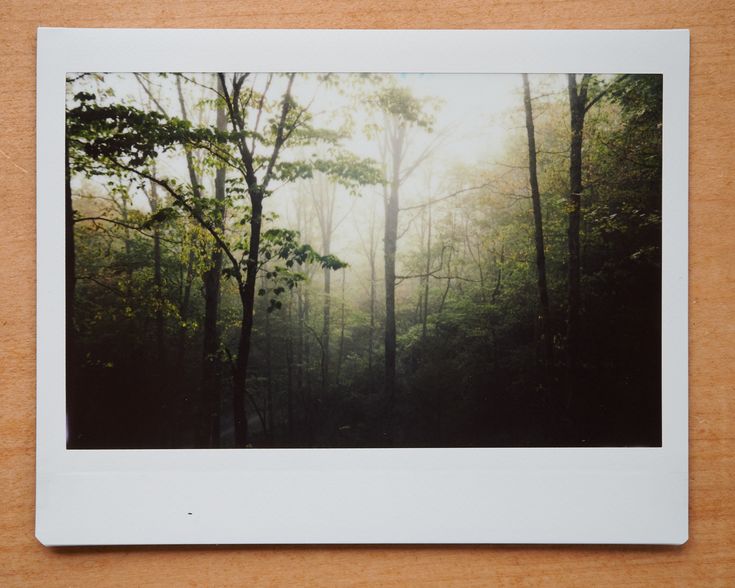 an image of a forest with trees in the background