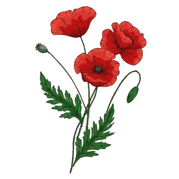 three red poppies with green leaves and buds on a white background hand drawn illustration