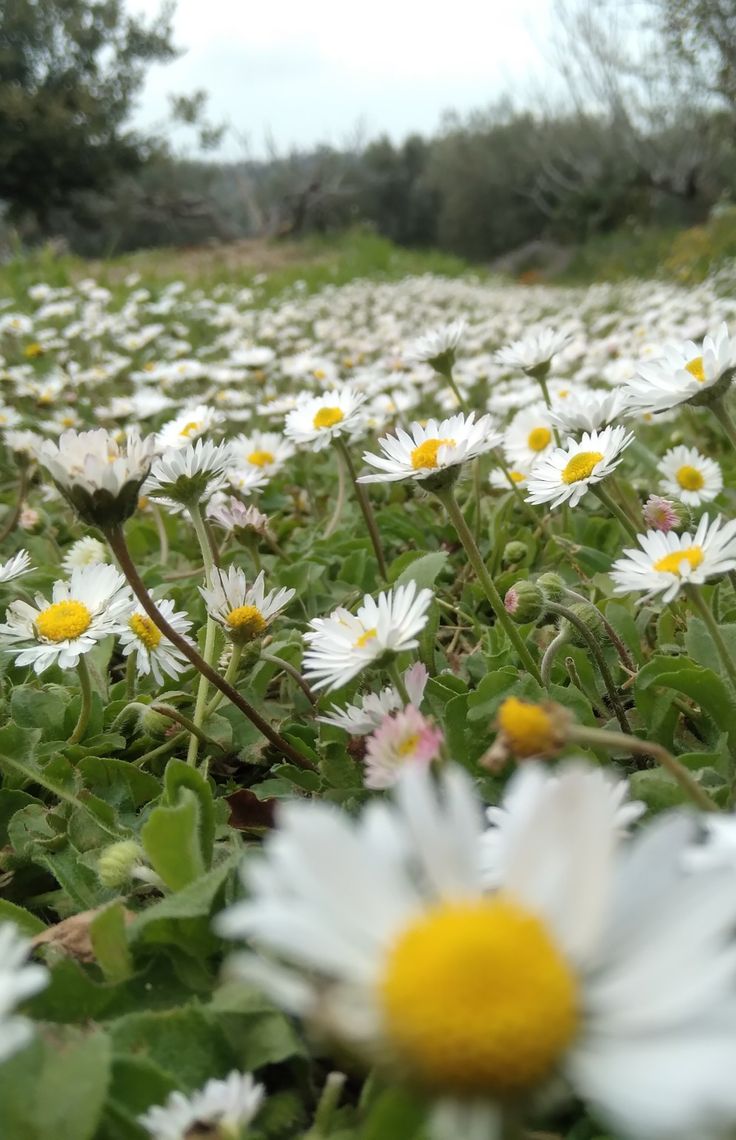 a field full of white and yellow flowers