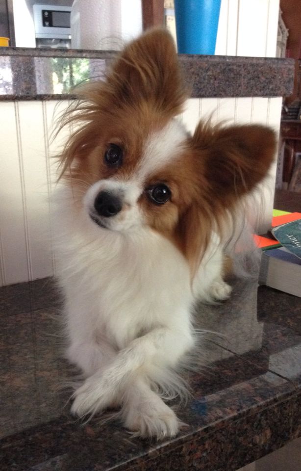 a small brown and white dog sitting on top of a counter