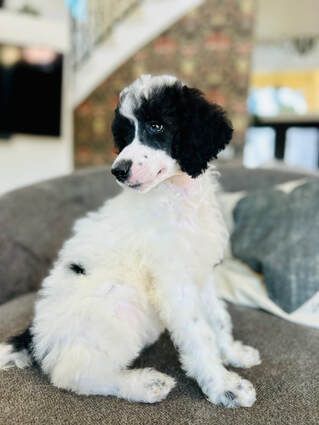 a black and white dog sitting on top of a couch