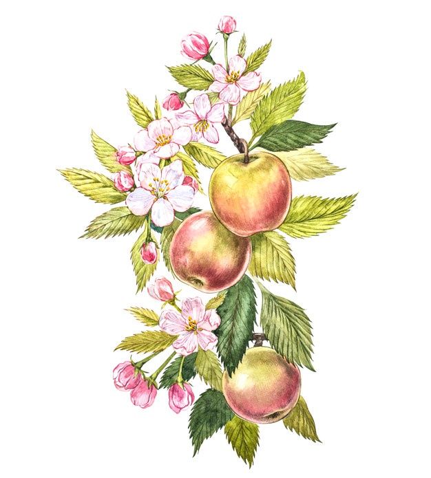 an apple tree branch with flowers and fruit on it, watercolor drawing stock photo