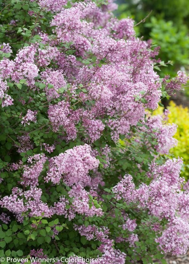 purple flowers are blooming in the garden