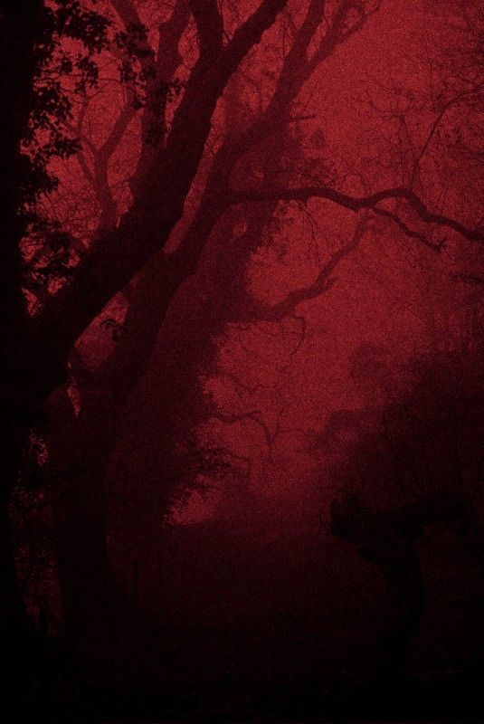 a red foggy forest filled with lots of trees and branches in the night time