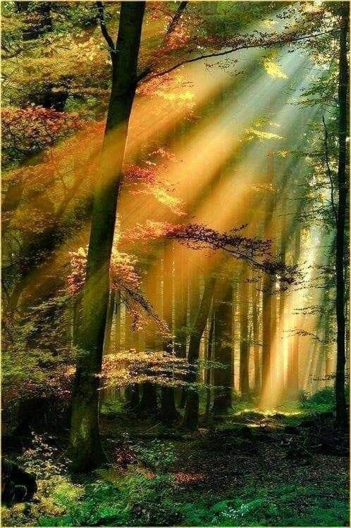 sunlight shining through the trees into a forest filled with lots of green and yellow leaves