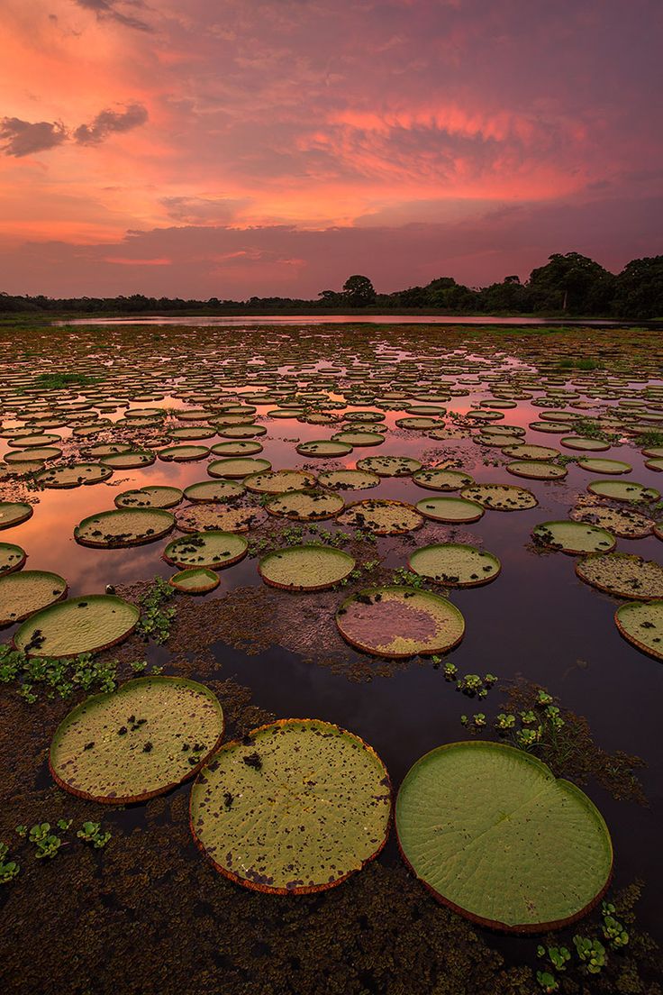 water lilies are floating on the surface of a lake at sunset with pink clouds in the background