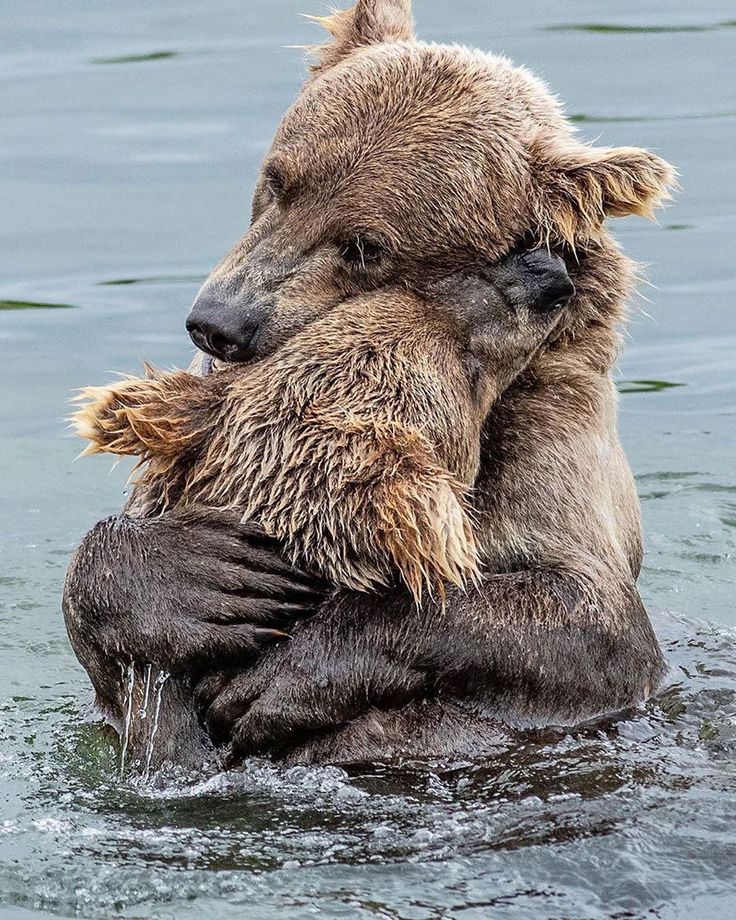 two bears are hugging in the water with their hands on each other's shoulders