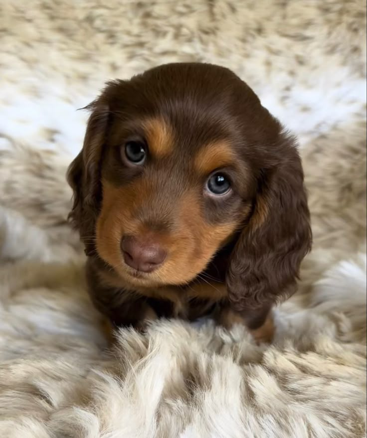 Brown Mini Daschund, Dashchund Puppy Dapple, Dutchhounds Puppy, Mini Daschund Long Haired, Daushands Puppies, Dashund Dogs, Winner Dogs, Wiener Dog Puppies, Winnie Dogs