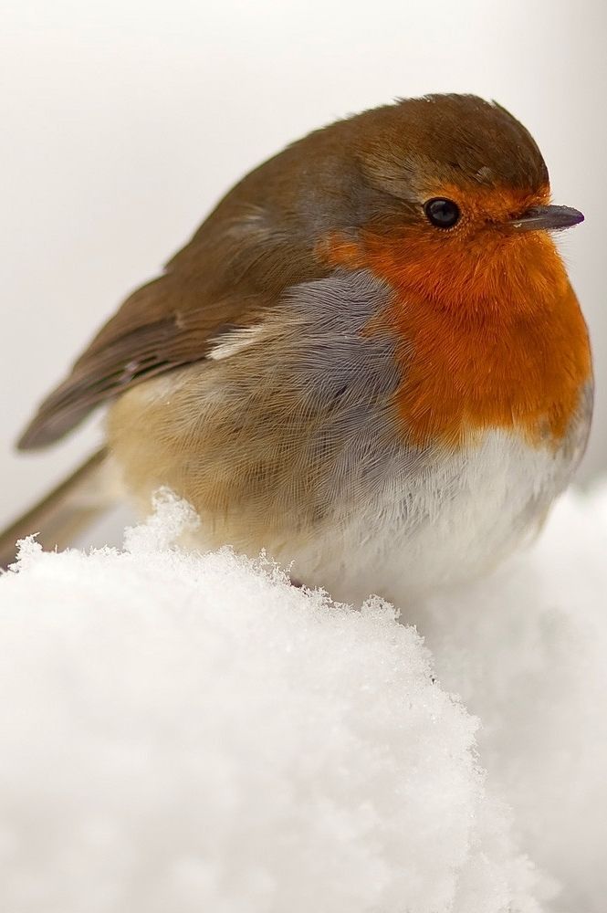 a small bird sitting on top of snow covered ground