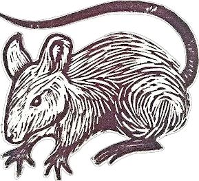 a drawing of a rat on a white background