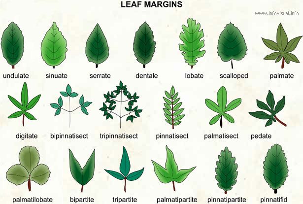 the different types of leaves and their names