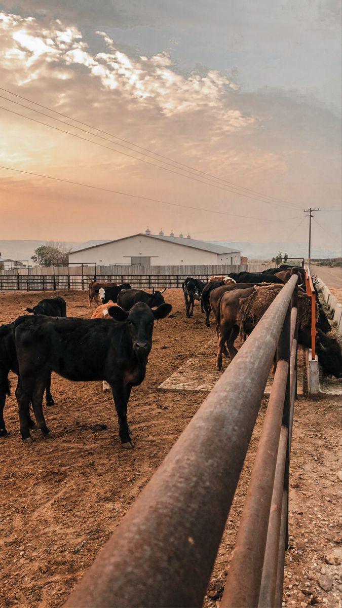 Cattle Ranch Aesthetic, Farming Aesthetic, Farm Life Aesthetic, Farm Animal Decor, Aesthetic Farm, Cowboy Vibes, Western Aesthetic Wallpaper, Foto Cowgirl, Western Wallpaper