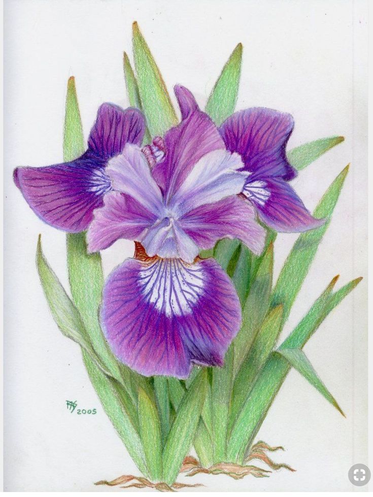 a drawing of purple flowers with green leaves