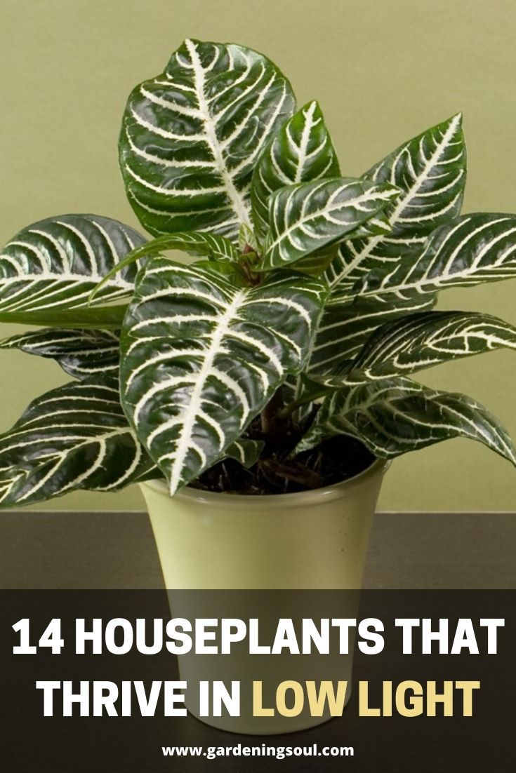 14 Houseplants That Thrive In Low Light Low Light Plants Indoor, Low Light House Plants, Indoor Plants Low Light, Houseplants Low Light, Zebra Plant, Inside House, Corn Plant, Smart Garden, Iron Plant