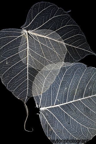 three leaves are shown on a black background