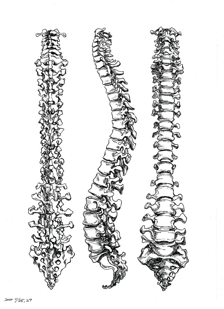 three different types of bones in black and white