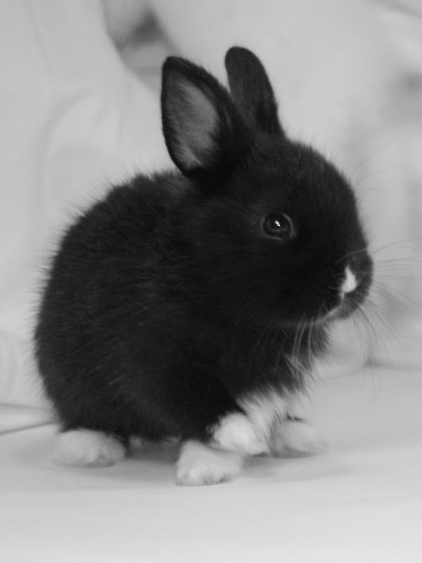 a black and white photo of a small rabbit